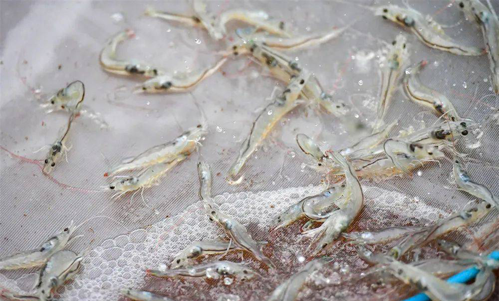 水產養(yǎng)殖如何控制蝦池堿度？